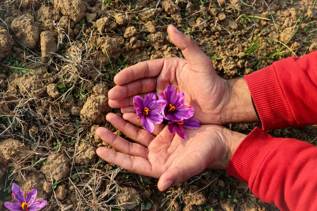 Amazing Kashmiri Kesar Benefits for Hair: Why You Need It Now - CapitalKash